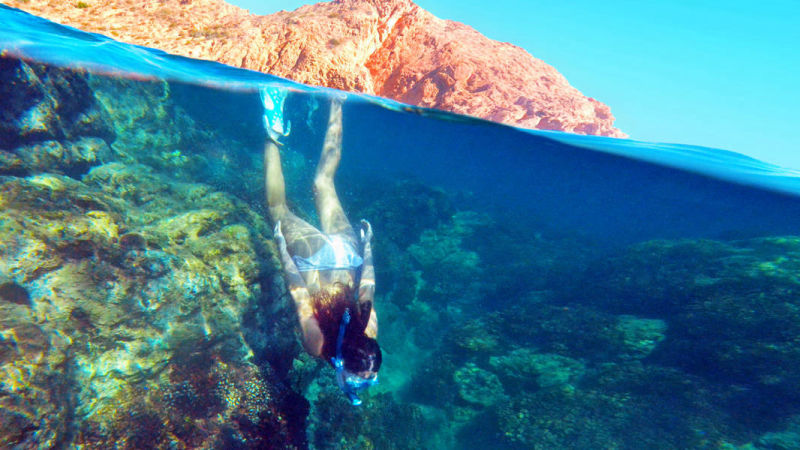 Snorkeling With Sea Lions In Cabo San Lucas